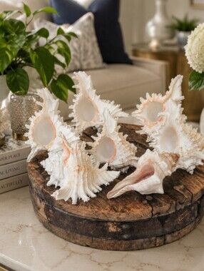 Large Coastal 6 Murex Conch | 1 Fox Conch *Read Description 🐚🌿